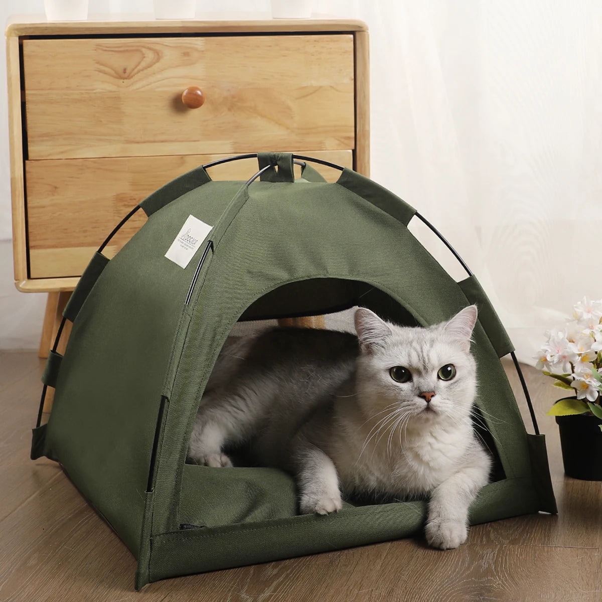 Cat Camp