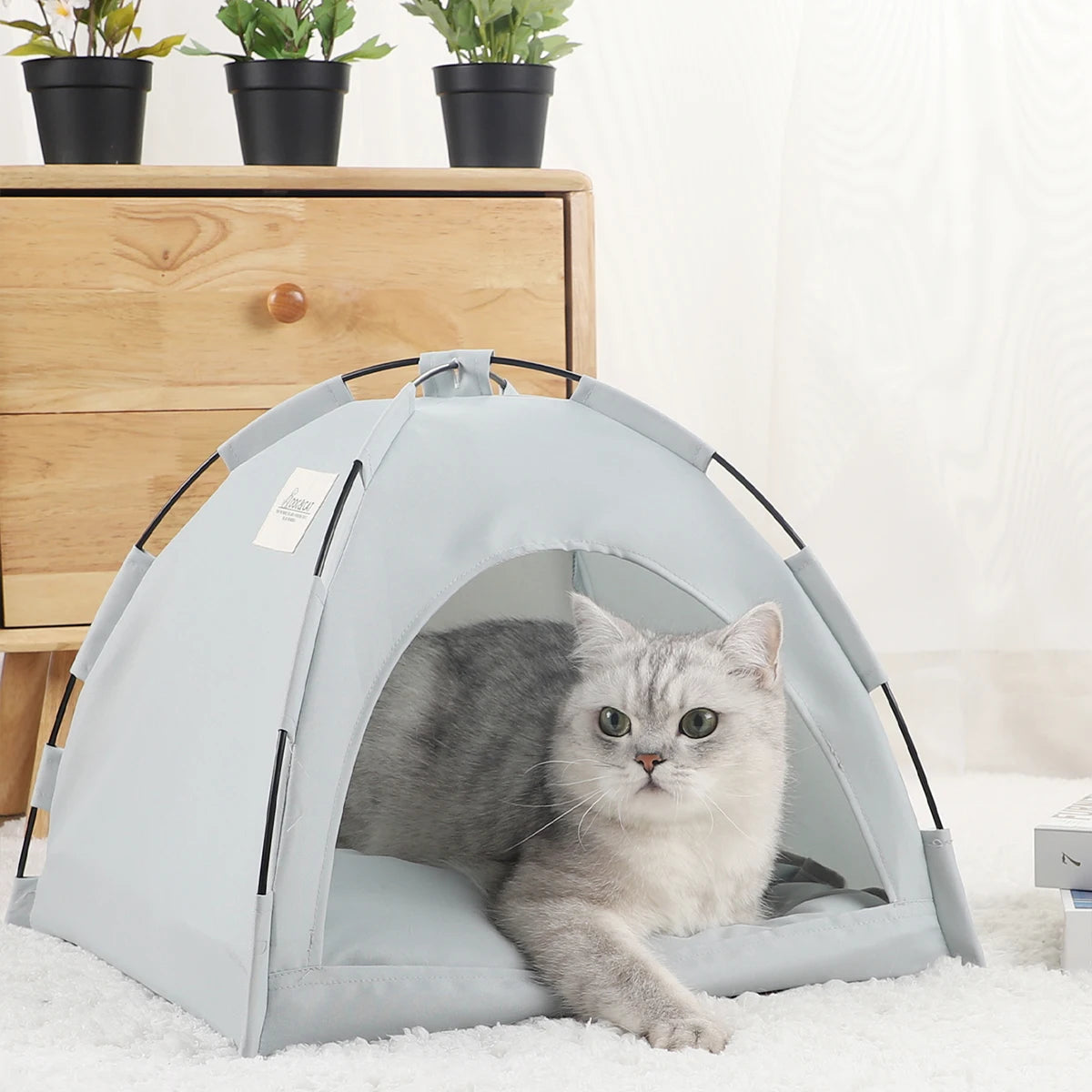 Cat Camp